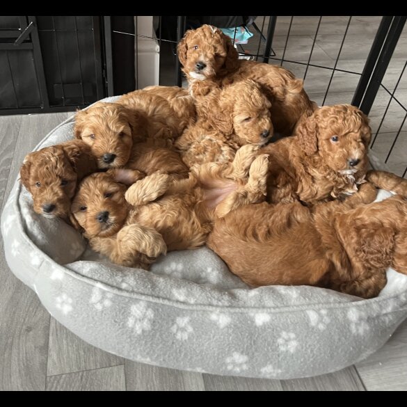 Cockapoo - Both