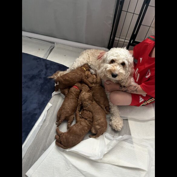 Cockapoo - Both