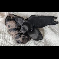 Cockapoo - Both