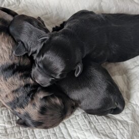 Cockapoo - Both