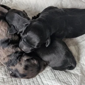 Cockapoo - Both