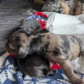 Cockapoo - Both