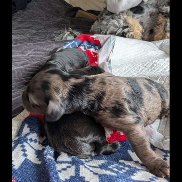 Cockapoo - Both