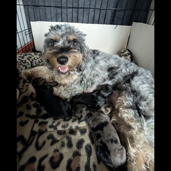Cockapoo - Both
