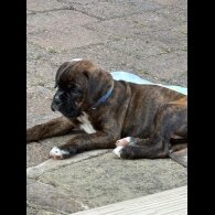 Boxer - Both