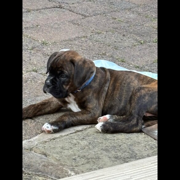 Boxer - Both
