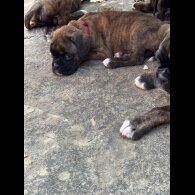 Boxer - Both