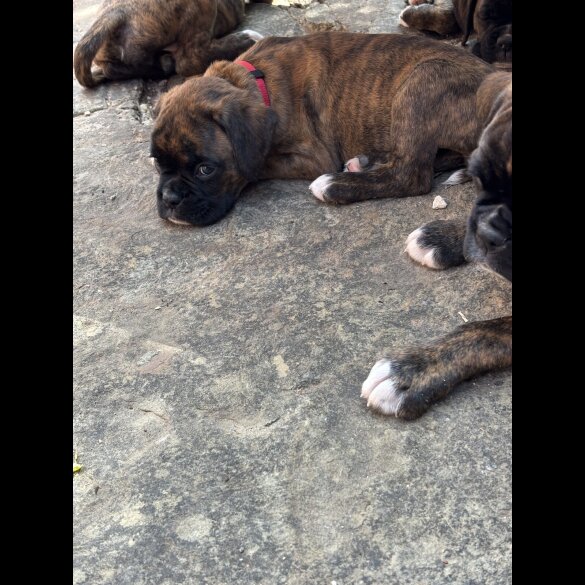 Boxer - Both