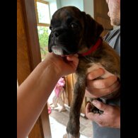 Boxer - Both