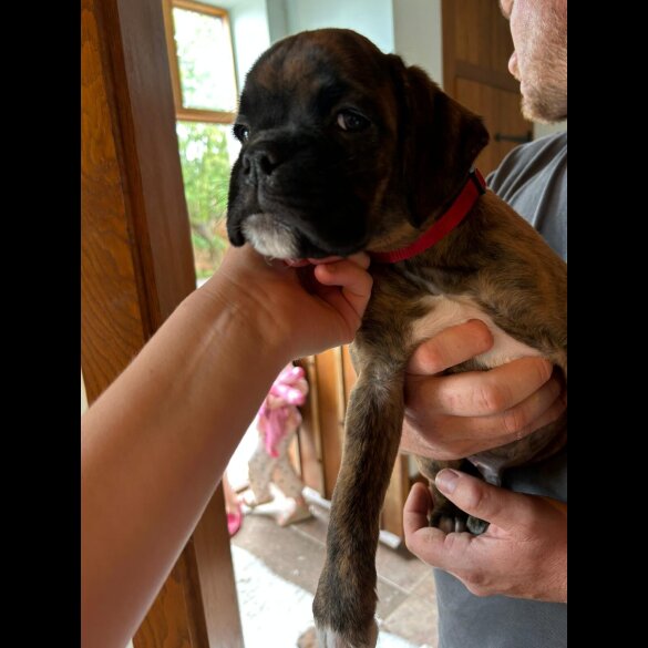 Boxer - Both