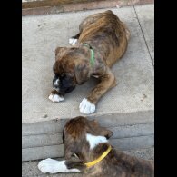 Boxer - Both