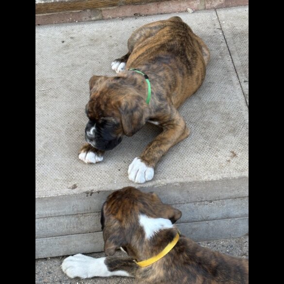 Boxer - Both