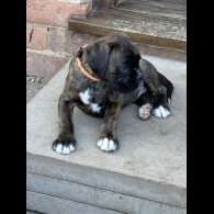 Boxer - Both