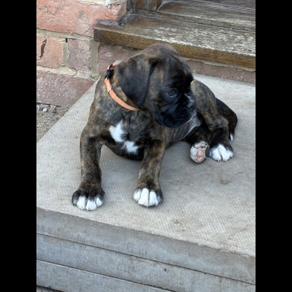 Boxer - Both