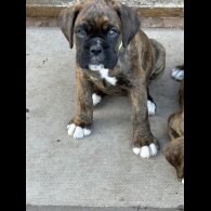 Boxer - Both