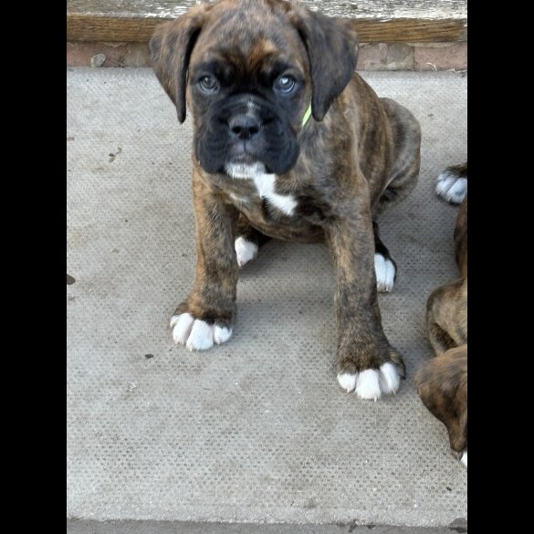 Boxer - Both
