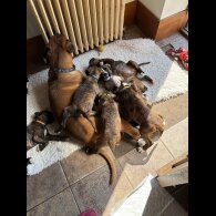 Boxer - Both