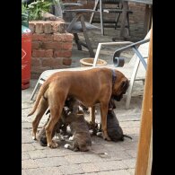 Boxer - Both