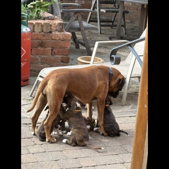 Boxer - Both
