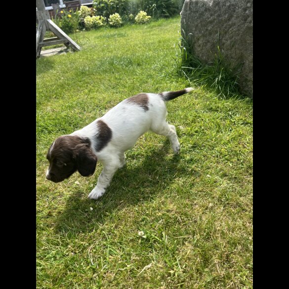 English Springer Spaniel - Bitches