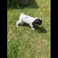 English Springer Spaniel - Bitches