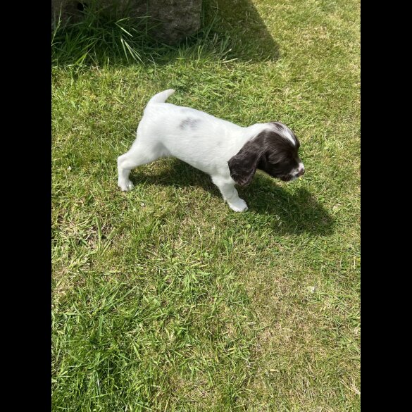 English Springer Spaniel - Bitches