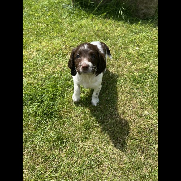 English Springer Spaniel - Bitches