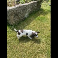 English Springer Spaniel - Bitches