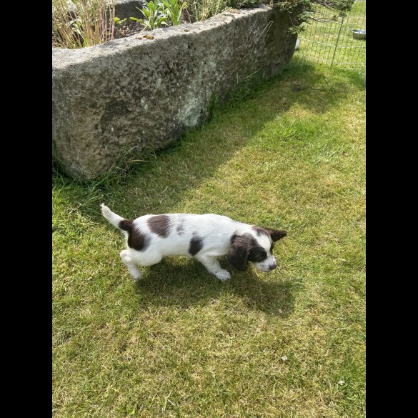 English Springer Spaniel - Bitches