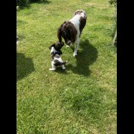 English Springer Spaniel - Bitches