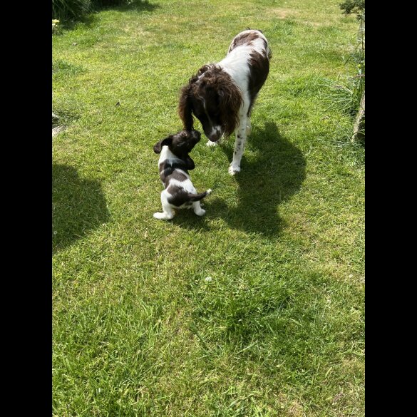 English Springer Spaniel - Bitches