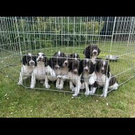 English Springer Spaniel - Bitches