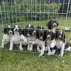 English Springer Spaniel - Bitches