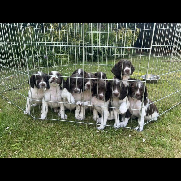 English Springer Spaniel - Bitches