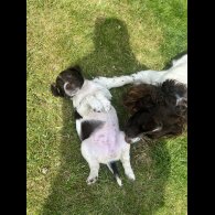 English Springer Spaniel - Bitches