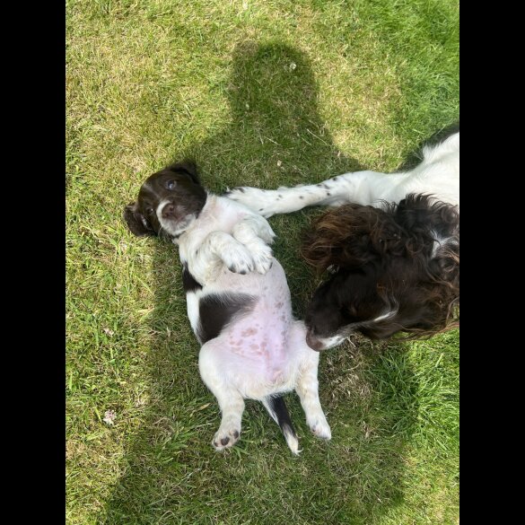 English Springer Spaniel - Bitches