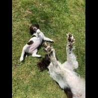 English Springer Spaniel - Bitches