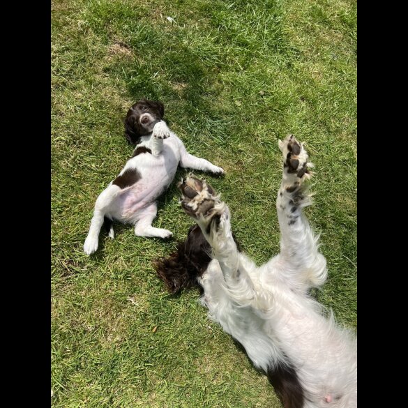 English Springer Spaniel - Bitches