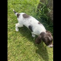 English Springer Spaniel - Bitches