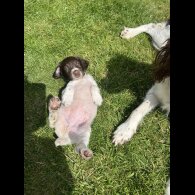 English Springer Spaniel - Bitches