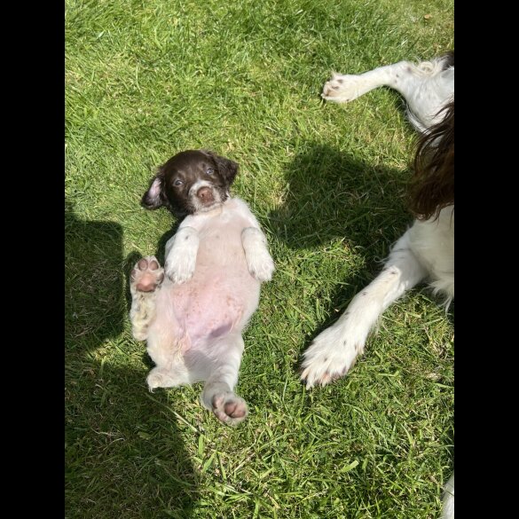 English Springer Spaniel - Bitches