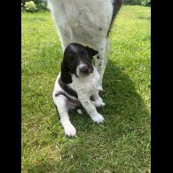 English Springer Spaniel - Bitches