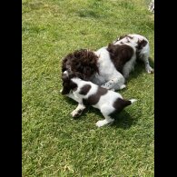 English Springer Spaniel - Bitches