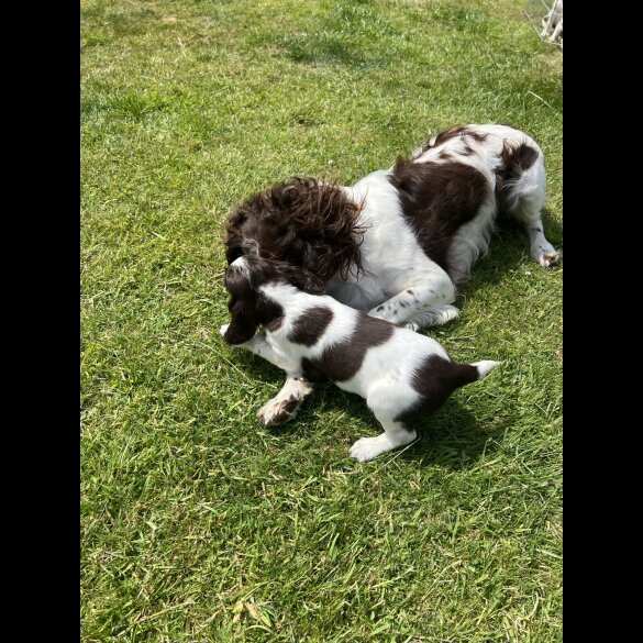 English Springer Spaniel - Bitches