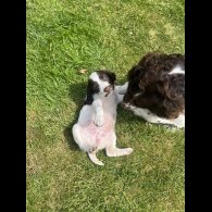 English Springer Spaniel - Bitches