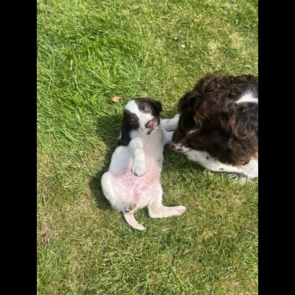 English Springer Spaniel - Bitches