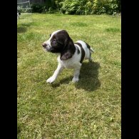 English Springer Spaniel - Bitches