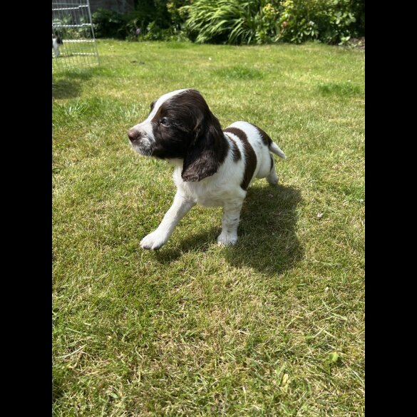 English Springer Spaniel - Bitches