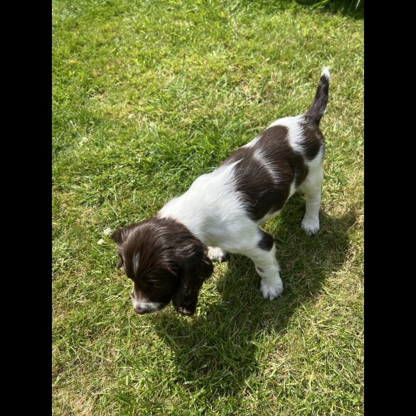 English Springer Spaniel - Bitches