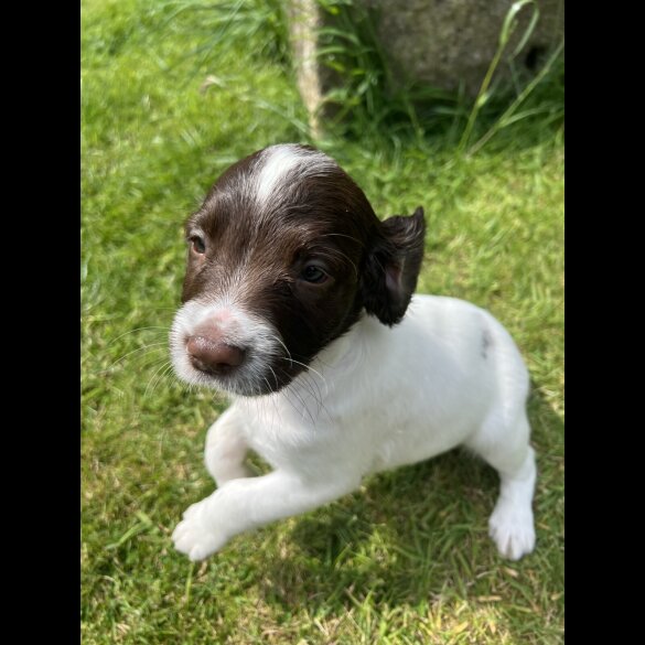 English Springer Spaniel - Bitches